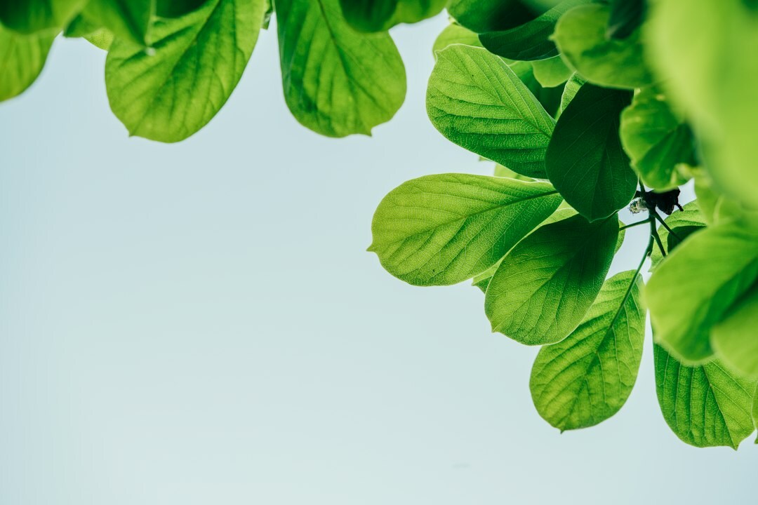 green files sustainable management